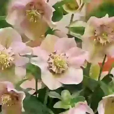 Orientalis Pink